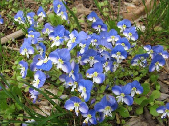 Liban - cliquez pour agrandir